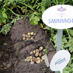 Volgens Semagri-directeur Lammert Buwalda zijn de rassen Saprodi, Supporter en Sarion de sterke dubbeldoelers in het rassenpakket. „Het zijn rassen die we nog aan het opbouwen zijn. Pootgoed is nog beperkt, maar we hebben wel enorme hoeveelheden miniknoll