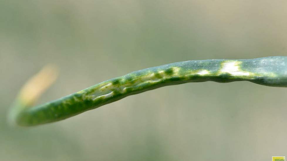 Schade aan een uienblad. In de proeven is dat regelmatig te zien. Dat is volgens de telers ook het nut van de proeven, want zover gaan zij liever niet op een productieperceel. In de proeven zijn objecten te zien die een klap krijgen van een behandeling en