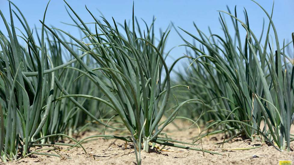 De uien ontwikkelen zich goed op het proefperceel. Wel is de droogte merkbaar. In een droog jaar verwachten de onderzoekers meer te zien van vloeibare P-meststoffen bij de start en in zo'n jaar is het gewas moeilijker te verzorgen, gevoeliger voor schade.