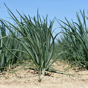 De uien ontwikkelen zich goed op het proefperceel. Wel is de droogte merkbaar. In een droog jaar verwachten de onderzoekers meer te zien van vloeibare P-meststoffen bij de start en in zo'n jaar is het gewas moeilijker te verzorgen, gevoeliger voor schade.