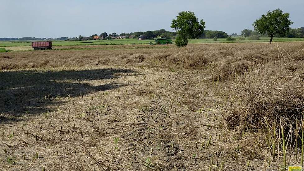 Het vochtgehalte is 7 procent. ‘Heel droog’, aldus Klein. 'Het moet eigenlijk 9 zijn.'