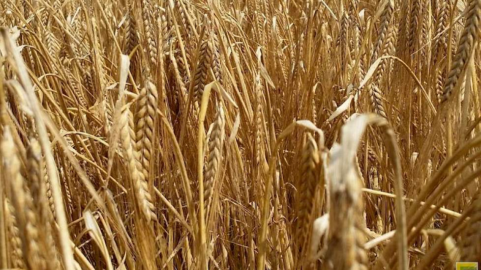 De opbrengst van de rassen Sanette en Quench lag rond de 6,5 ton per hectare.