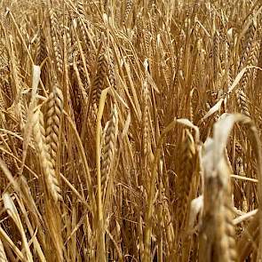 De opbrengst van de rassen Sanette en Quench lag rond de 6,5 ton per hectare.