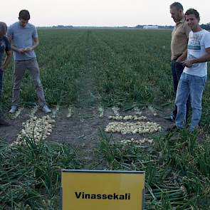 Peter Geluk (rechts) deed metingen aan opbrengst, maat en nutriëntenopname. Op twee momenten bepaalde Altic de opname van stikstof in de uien: vlak na de bemesting en een paar weken later.