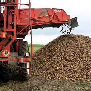 Dekker weet dat ‘alle vroege aardappelen die vóór de regen van het voorjaar zijn gepoot, veel meer wortels en knollen hebben dan de aardappels op de latere percelen’.