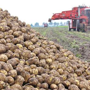 ‘De aardappels hadden nog even kunnen staan’, zegt Dekker in Vriezenveen (O), ‘maar de veehouder wil nog graag gras inzaaien op het land’.