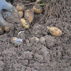 Veel aardappelen zijn al volledig rot, het snot loopt er uit. En dat is goed te ruiken. Ook op delen waar de ruggen niet lang onder water hebben gestaan, zijn de aardappelen rot. ‘Het is te lang verstikkend nat geweest’, zegt taxateur Kees Gommeren. ‘De g