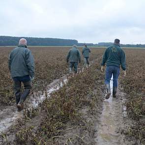 Het perceel met aardappelen van het ras Challenger is drie weken na de zware regenbui nog kletsnat. Het water staat nog in de spuitsporen en de ruggen zijn verzadigd.