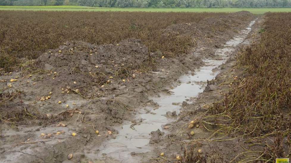 Toen de impact van de vele regen duidelijk werd, hebben de telers flinke geulen gegraven in hun percelen. ‘Je probeert te redden wat er te redden valt, maar het was vechten tegen de bierkaai.’