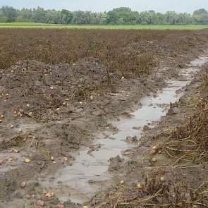 Toen de impact van de vele regen duidelijk werd, hebben de telers flinke geulen gegraven in hun percelen. ‘Je probeert te redden wat er te redden valt, maar het was vechten tegen de bierkaai.’