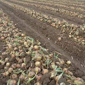 Na de regen hebben de gebroeders Van Gammeren de uien gerooid. Maar dat ging niet zonder slag of stoot: 'We konden steeds maar een paar rijen rooien. Iedere keer regenden we er weer uit.'