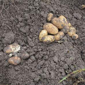 De verschillen op het perceel zijn groot: waar laagtes zitten, hebben de ruggen volledig onder water gestaan en zijn de aardappelen voor 100 procent rot. Op de hogere gedeeltes valt de schade vooralsnog mee.