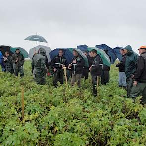 De excursie van CropSolutions van vorige week donderdag bekeek een perceel Agria's die minder gevoelig zijn voor doorwas dan de Bintjes.