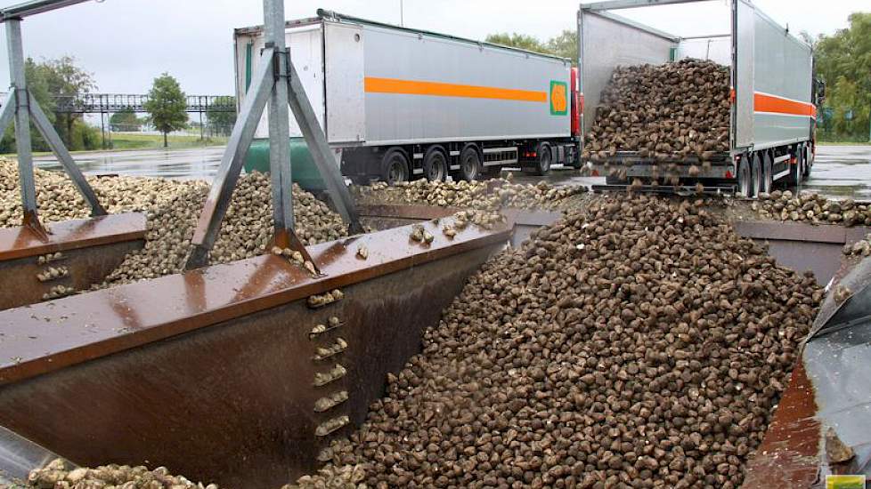 De chauffeur kan dan direct door naar de loslocatie. Ofwel om te kiepen op een plateau bestemd voor de zondag (wanneer er niet gereden maar wel verwerkt wordt), of in één van de bunkers vanwaar de bieten direct naar de wasplaats worden getransporteerd.