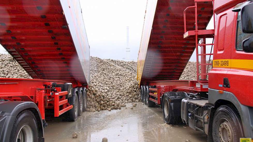 Chauffeur Jos Mulders kan nog niet zoveel zeggen over de kwaliteit, behalve dat het ‘de boeren tot nu toe beter lijkt dan verwacht’. Hij lost bieten op de voorraadhoop voor zondag.