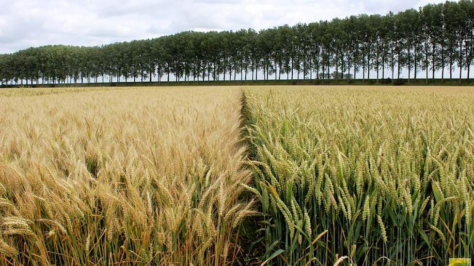 13 juli: Ook in deze fase zijn nog mooie rasverschillen te zien, in de vroegheid van afrijping. Door de natte weersomstandigheden afgelopen weken in het veld is de ziektedruk toegenomen. Ook hierin zijn rasverschillen zichtbaar.