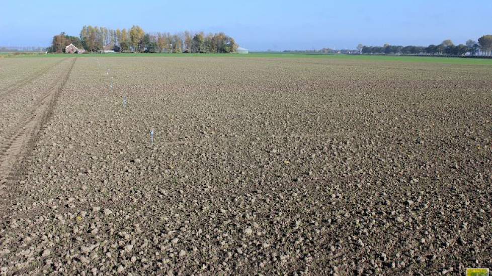 29 oktober: Exact twee weken na de zaai staan alle rassen boven.