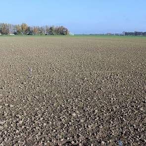 29 oktober: Exact twee weken na de zaai staan alle rassen boven.