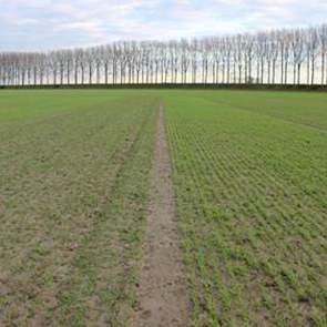 3 december: Na de lagere temperaturen de voorbije twee weken is de groei er nu uit. Nu is mooi te zien hoe groot de voorsprong van de rassen met de snelste beginontwikkeling is.