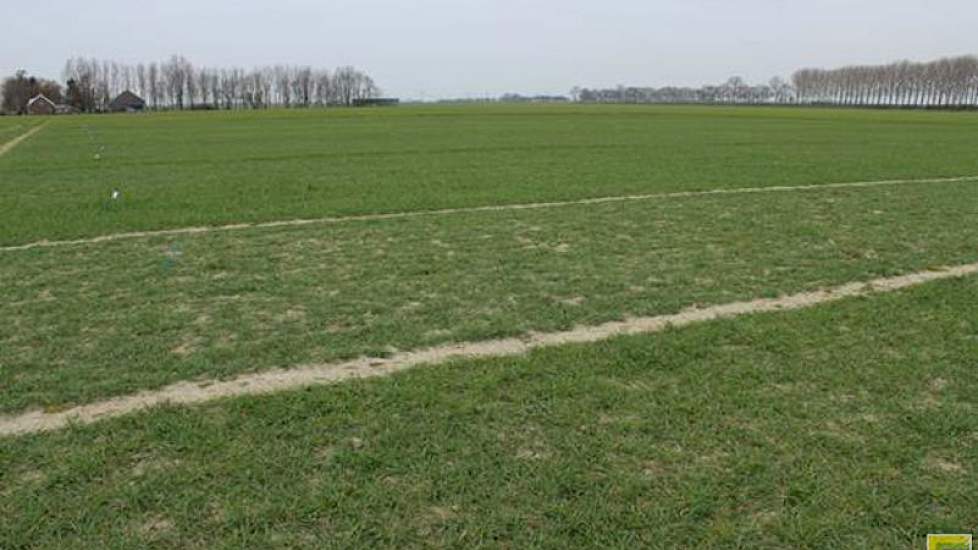 23 maart: Tussen de rassen onderling zijn de verschillen in vroegheid en beginontwikkeling fraai zichtbaar. Feekesschaal 3