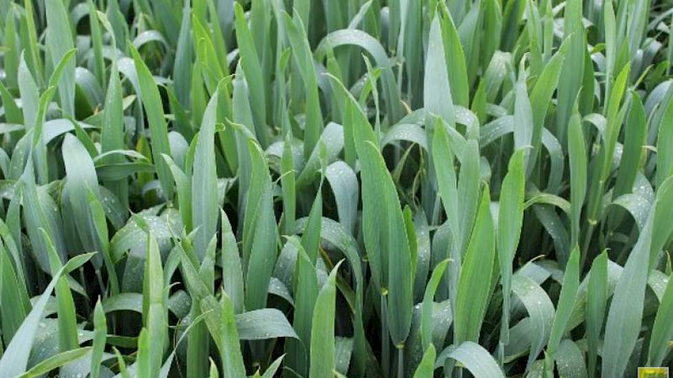 25 mei: Nu is het verschil tussen vroege en late rassen met gelijke zaaidatum goed zichtbaar. Bij dit latere ras zal het nog even duren voor de aar verschijnt. Diverse latere rassen hebben echter een kortere periode van korrelvulling nodig. Dan wordt het