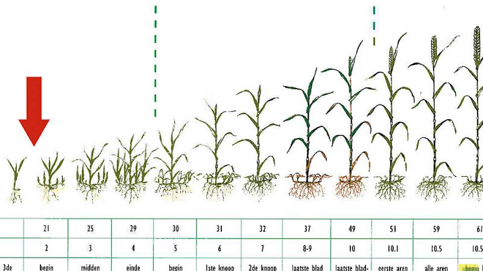 Op 17 november 2015 zijn de tarweplantjes in het stadium bij de rode pijl.