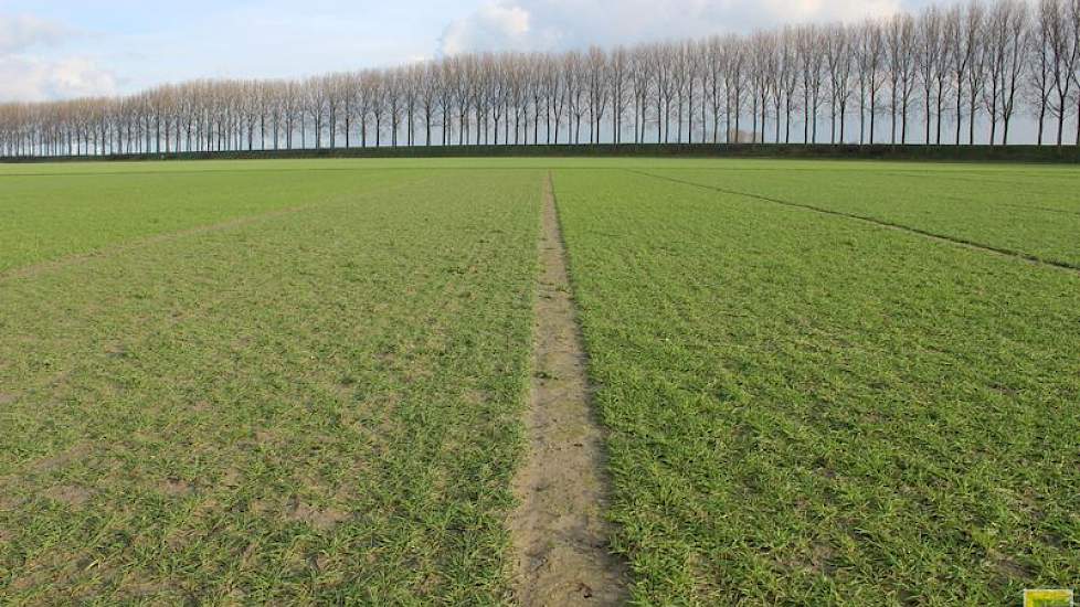 14 februari: Alle rassen zijn al behoorlijk aan het uitstoelen. De tarwe is nog gezond. Wel is de onbedekte grond flink dichtgeslagen door de vele regen. Zodra het kan wordt hier de eerste gift KAS Zwavel gestrooid.