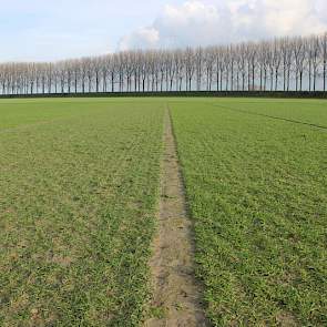 14 februari: Alle rassen zijn al behoorlijk aan het uitstoelen. De tarwe is nog gezond. Wel is de onbedekte grond flink dichtgeslagen door de vele regen. Zodra het kan wordt hier de eerste gift KAS Zwavel gestrooid.