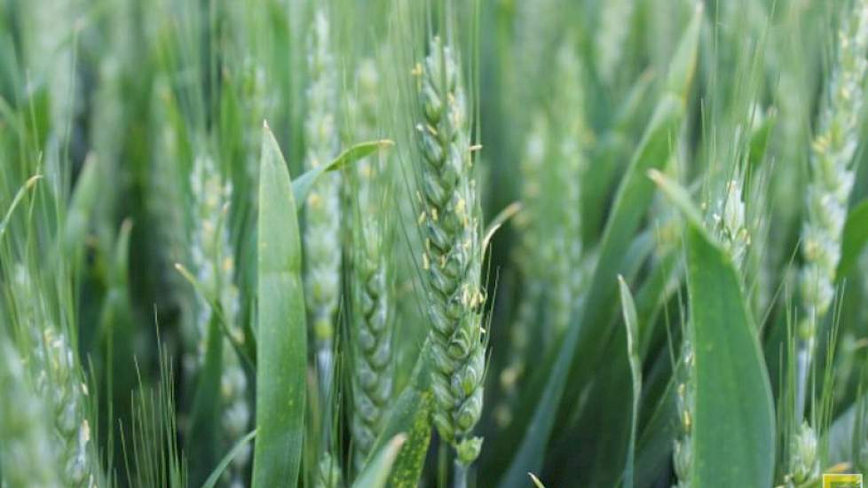 2 juni: Bij alle rassen zijn nu aren zichtbaar. De vroege rassen, zoals deze Cellule, komen in bloei. Vanwege het vochtige weer verdient het voorkomen van aarfusarium de aandacht.