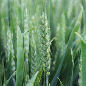 2 juni: Bij alle rassen zijn nu aren zichtbaar. De vroege rassen, zoals deze Cellule, komen in bloei. Vanwege het vochtige weer verdient het voorkomen van aarfusarium de aandacht.