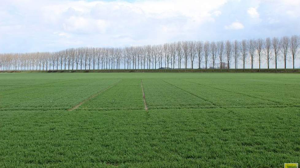 8 april: De groei van de wintertarwe komt goed op gang. Ten opzichte van 23 maart is het gewas al fors ontwikkeld.