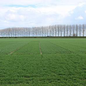 8 april: De groei van de wintertarwe komt goed op gang. Ten opzichte van 23 maart is het gewas al fors ontwikkeld.