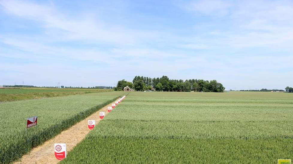 9 juni: Tijdens deze foto was het 22,5 graden en droog in het Zuidwesten. Ideaal weer voor de bloeifase.