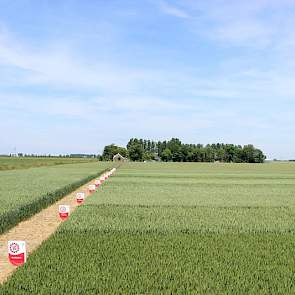 9 juni: Tijdens deze foto was het 22,5 graden en droog in het Zuidwesten. Ideaal weer voor de bloeifase.