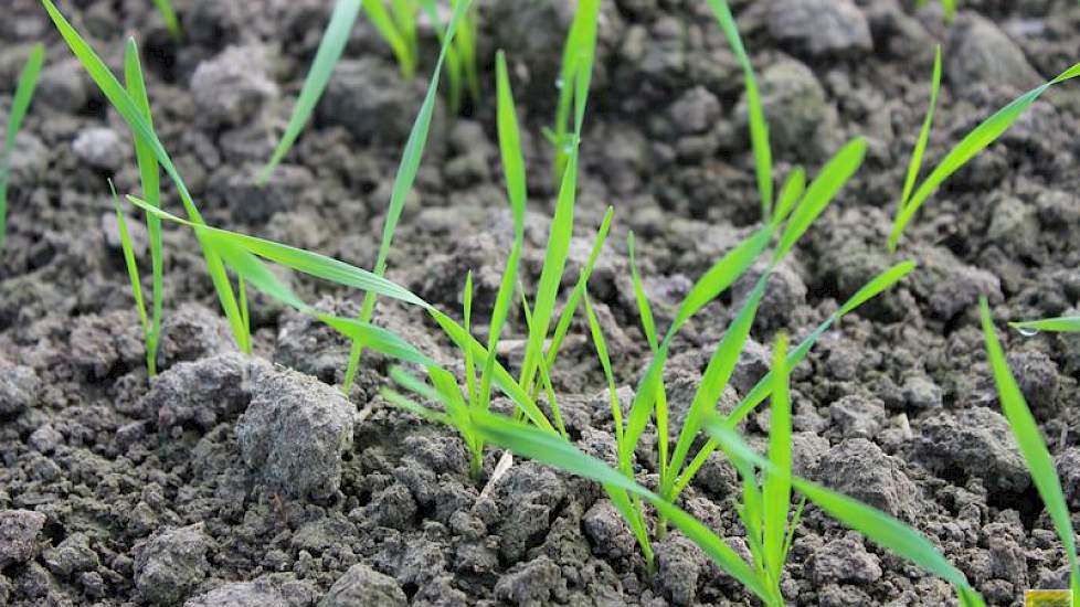 5 november: Weer een week later is te zien dat de tarwe mooi doorgroeit. Dankzij de hoge temperaturen zijn veel plantjes snel in het derde bladstadium gekomen. Er is net een bodemherbicide gespoten met Javelin en Herold.