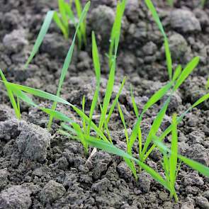 5 november: Weer een week later is te zien dat de tarwe mooi doorgroeit. Dankzij de hoge temperaturen zijn veel plantjes snel in het derde bladstadium gekomen. Er is net een bodemherbicide gespoten met Javelin en Herold.