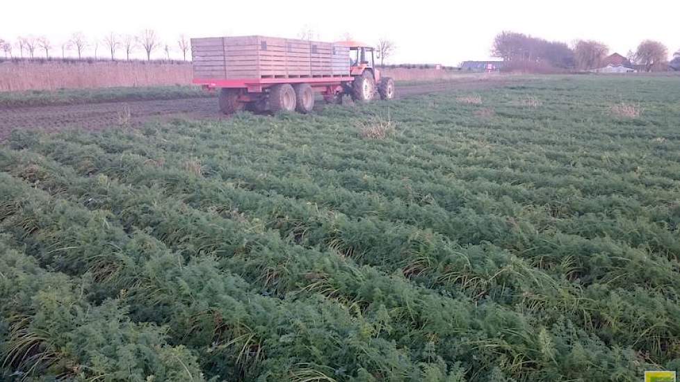 Dit perceel is huurland in ‘de zandstraat’ en dat doet zijn naam eer aan, vertelt Ivo Haartsen. ‘Het is erg zanderige grond, dus het heeft weinig draagkracht.’