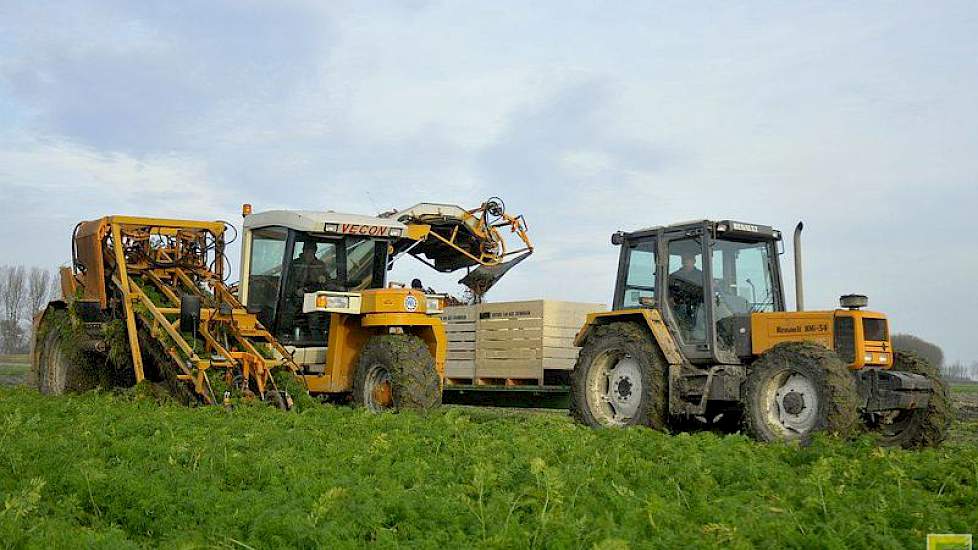 De andere wortelen zijn gerooid met een zelfrijdende klembandrooier van Vecon en in de kist gevuld. ‘Dat is nog beter voor de rooikwaliteit en geeft minder beschadiging. Al beschadigt onze Dewulf RA3060 de wortelen niet of nauwelijks’, zegt Ivo Haartsen.