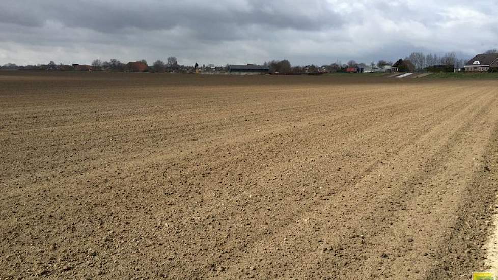 Het is nu wachten tot de bodemtemperatuur hoog genoeg is om cichorei te zaaien. Tegelijkertijd krijgt het zaadbed de tijd om te bezakken.