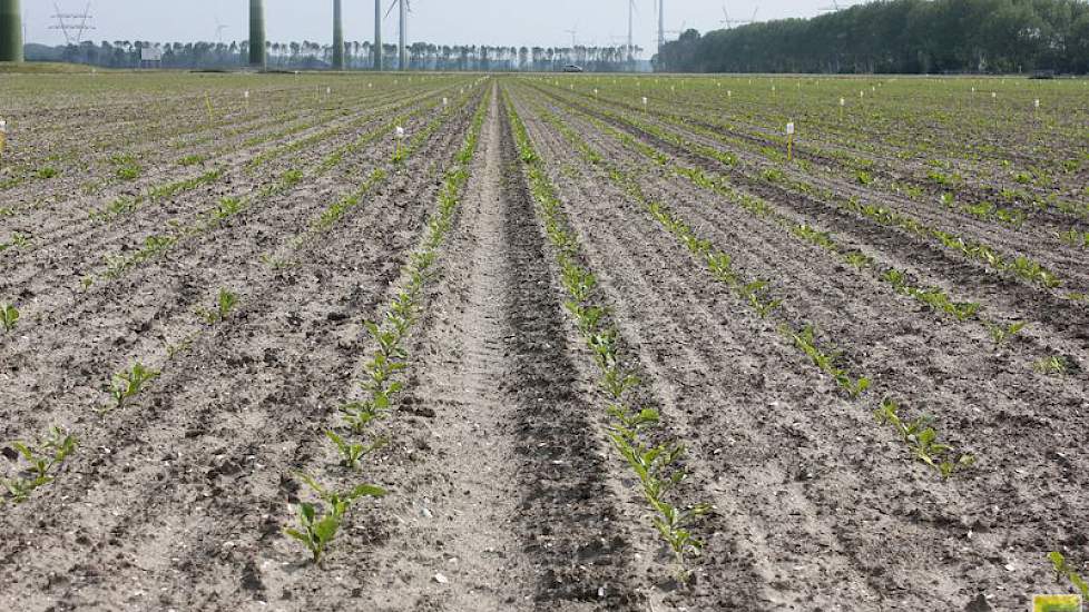 30 mei: In Lelystad ligt een van de zeventien officiële rassenproeven. In deze proef onderzoekt het IRS rassen met resistentie tegen bietencysteaaltjes en/of rhizomanie.