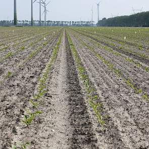 30 mei: In Lelystad ligt een van de zeventien officiële rassenproeven. In deze proef onderzoekt het IRS rassen met resistentie tegen bietencysteaaltjes en/of rhizomanie.