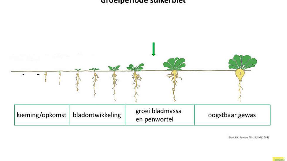 11 juli: drie weken eerder is de groeipuntsdatum bereikt en de diktegroei van de penwortel begonnen, er blijft blad gevormd worden. Het loofmaximum wordt pas rond half augustus bereikt.