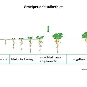 11 juli: drie weken eerder is de groeipuntsdatum bereikt en de diktegroei van de penwortel begonnen, er blijft blad gevormd worden. Het loofmaximum wordt pas rond half augustus bereikt.