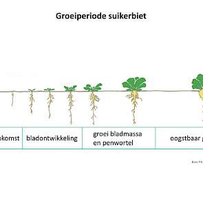 De BBCH-schaal van de fenologische stadia van de biet. BBCH-schaal 05 betekent dat de wortelkiem uit het zaad ontspruit.