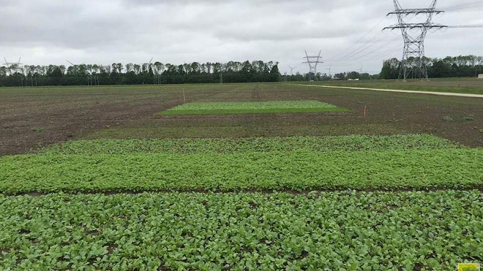 26 mei: De negen verschillende groenbemesters/-mengsels staan er goed bij en groeien goed.