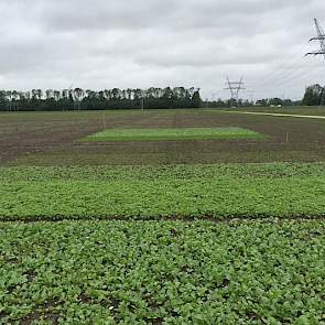 26 mei: De negen verschillende groenbemesters/-mengsels staan er goed bij en groeien goed.