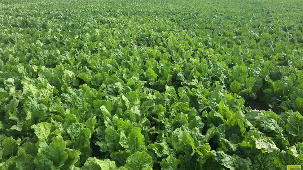 11 juli: het gewas is flink gegroeid en heeft het veld al dicht sinds tweede helft juni. Op het rassenproefveld zijn de verschillende zesrijige veldjes te herkennen aan de bladkleur.