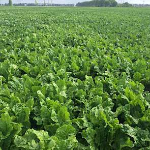 11 juli: het gewas is flink gegroeid en heeft het veld al dicht sinds tweede helft juni. Op het rassenproefveld zijn de verschillende zesrijige veldjes te herkennen aan de bladkleur.