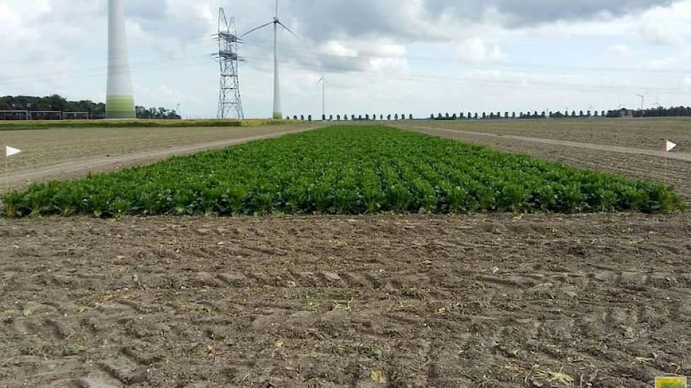 29 september: De bemestingsproef ligt te wachten tot de PASSI-proefveldrooier van het IRS deze veldjes rooit en bemonstert in één werkgang (foto: IRS).