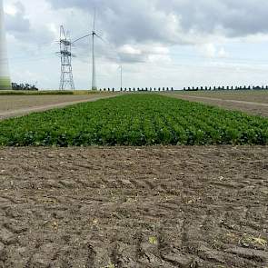 29 september: De bemestingsproef ligt te wachten tot de PASSI-proefveldrooier van het IRS deze veldjes rooit en bemonstert in één werkgang (foto: IRS).